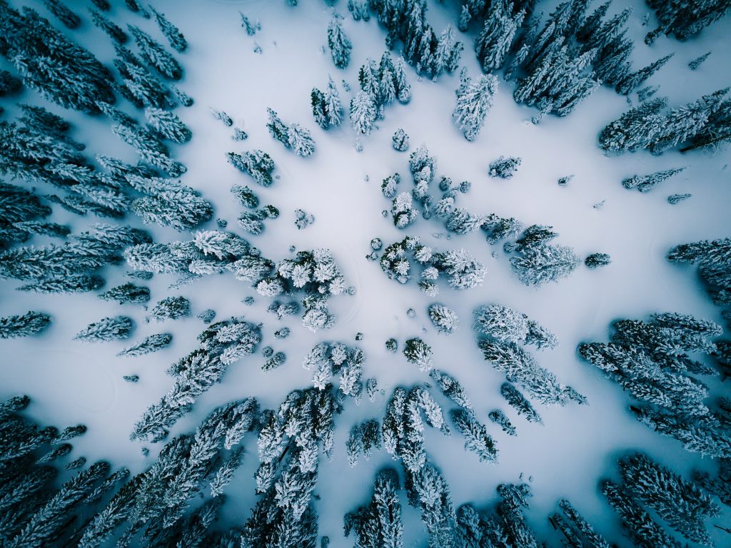 Winterwald in Finnland
